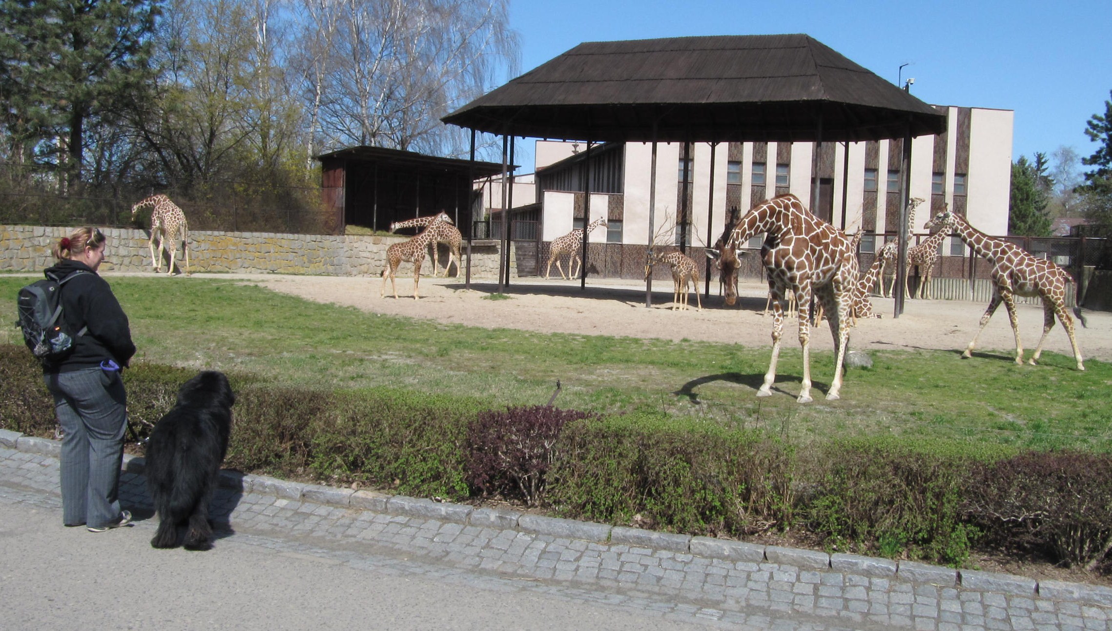 zoo dk (15)